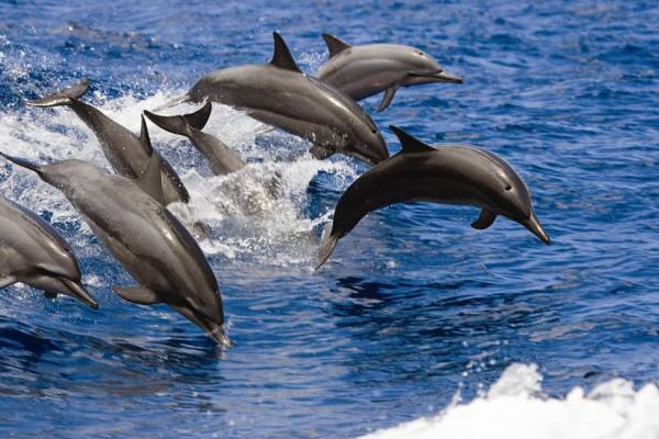 Dolphin snorkel cruise Oahu Hawaii