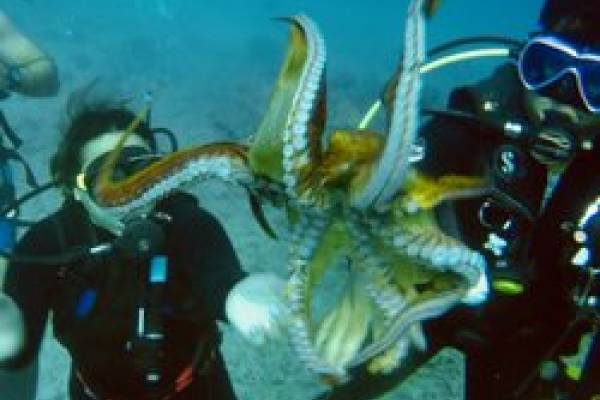 Island Divers - Oahu Hawaii