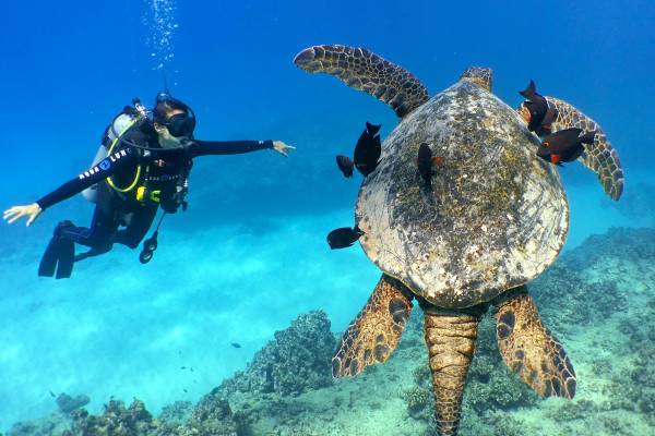 Scuba Diving - Oahu North Shore
