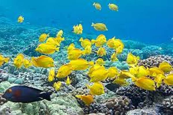 Snorkel - Oahu North Shore