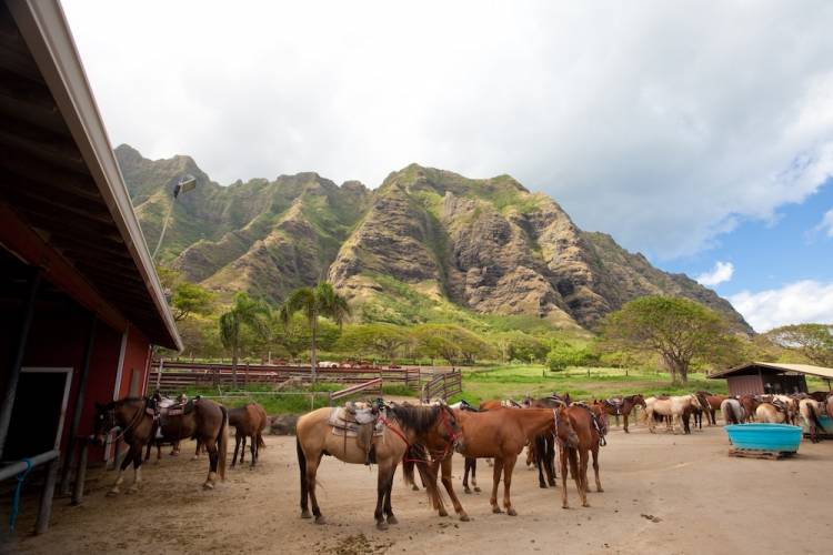 ranching in hawaii