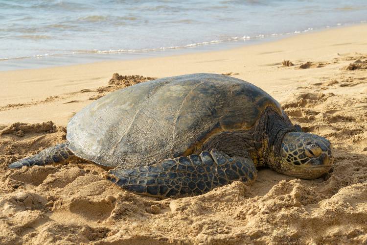 Turtle Beach Oahu  Protected Sea Turtle Sanctuary