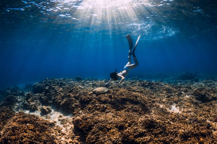 Snorkeling in Oahu