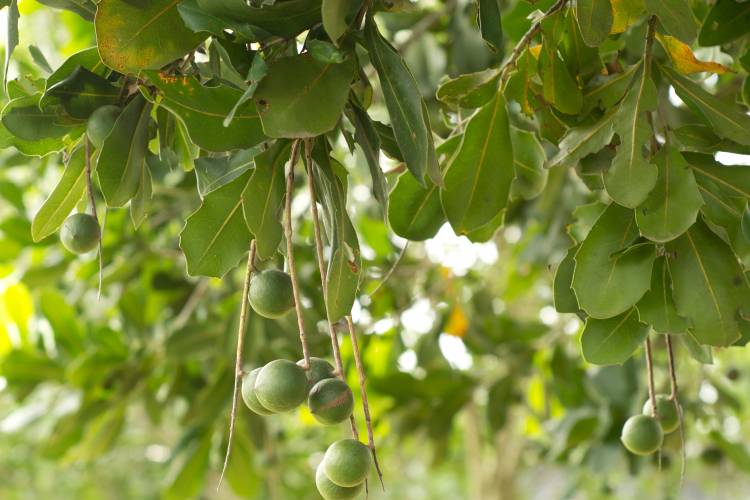 Tropical Farms Macadamia Nuts