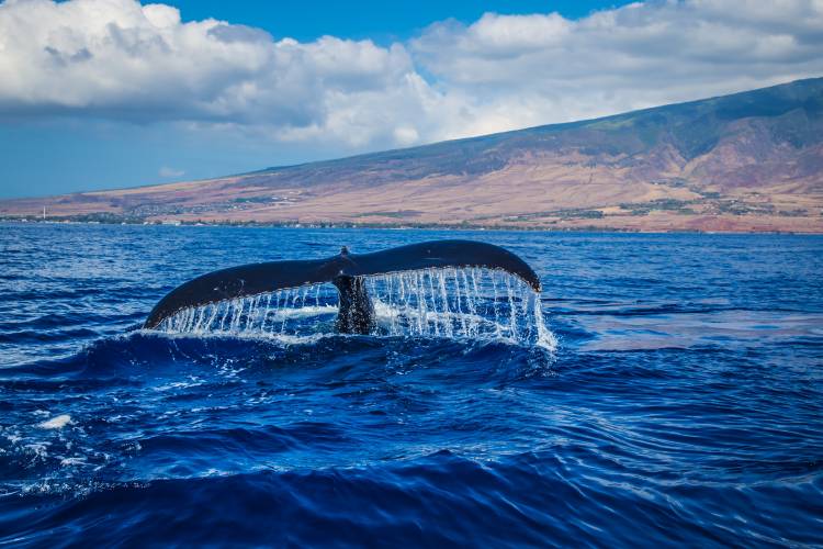 Ko Olina Whale Watching in Oahu