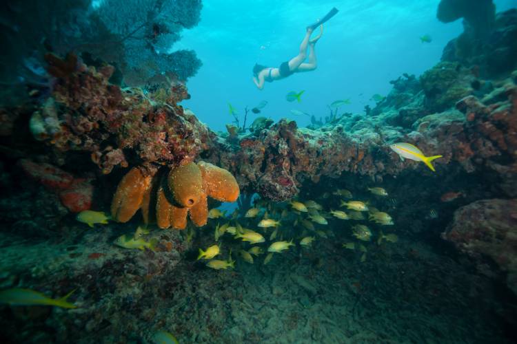 oahu snorkeling