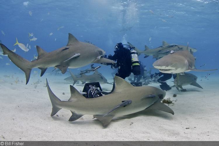 Shark Cage Experience - Oahu North Shore