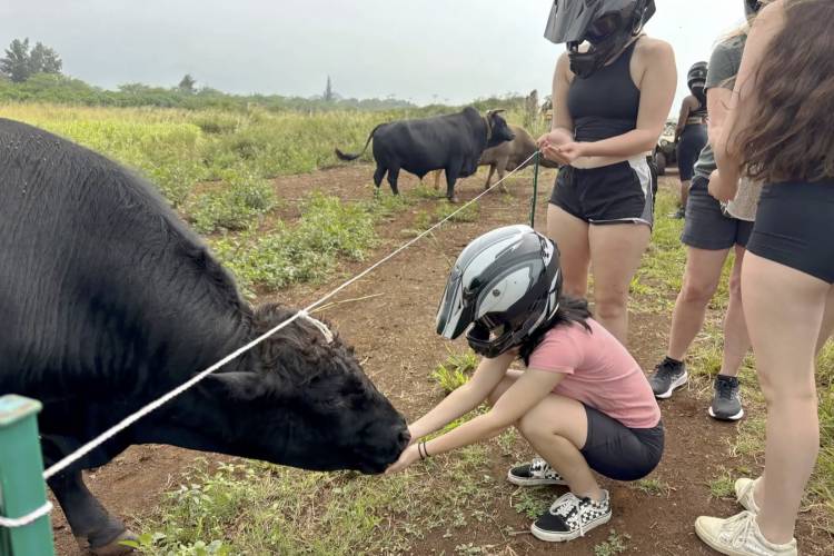 Beachfront ATV + Animals + Planting on the North Shore!
