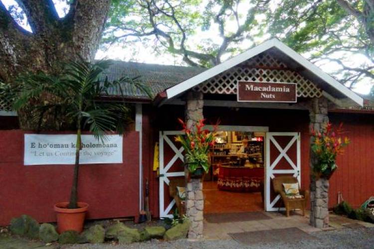 Macadamia Nut Farm - Oahu North Shore