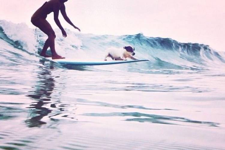 Surf Dogs - Oahu North Shore