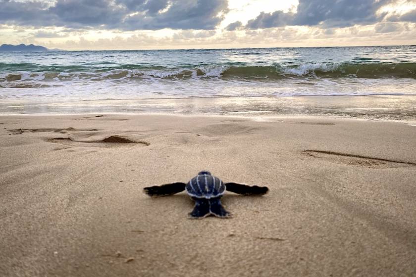 baby sea turtle